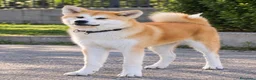Akita Inu cani in vendita: Akita Inu femmina Rina da eccellenti linee FCI a Città metropolitana di Milano - Annuncio 3