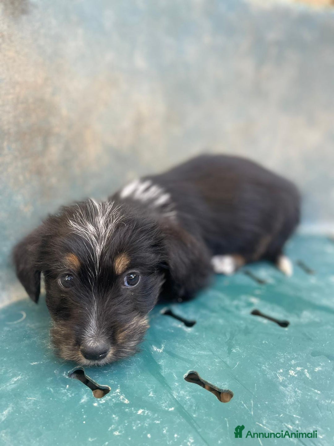 Meticcio cani in regalo: DIAMANTE ASPETTA TE - Annuncio 10