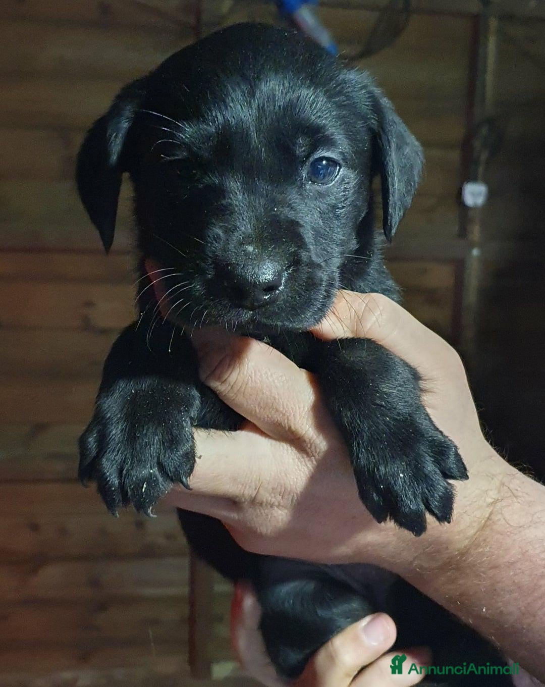 Labrador cani in vendita: Cuccioli di Labrador Retriever pronti a Città Metropolitana di Torino - Immagine 3