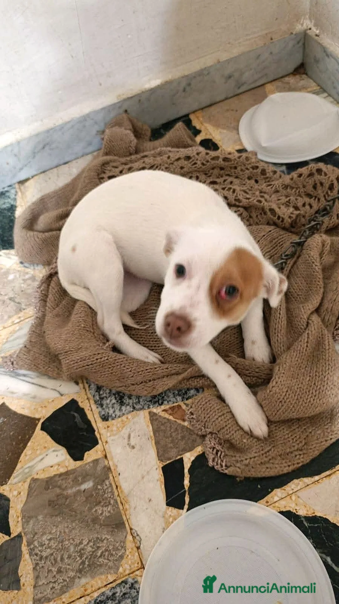 Meticcio cani in regalo: URGENTISSIMO,: LEGATA IN CASA POCHI MESI!!!!! - Annuncio 2