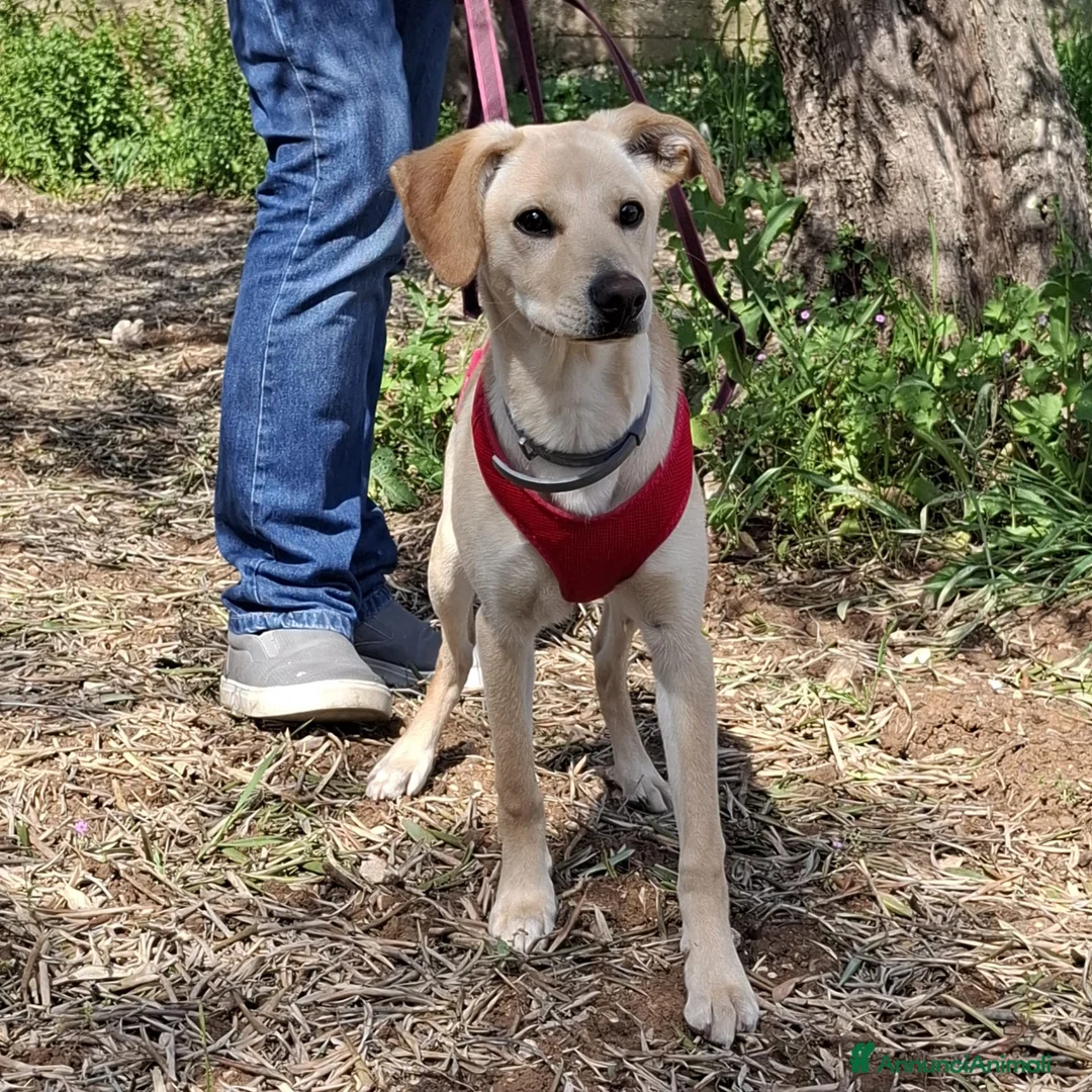Meticcio cani in regalo: Luli la pazzerella  - Annuncio 13