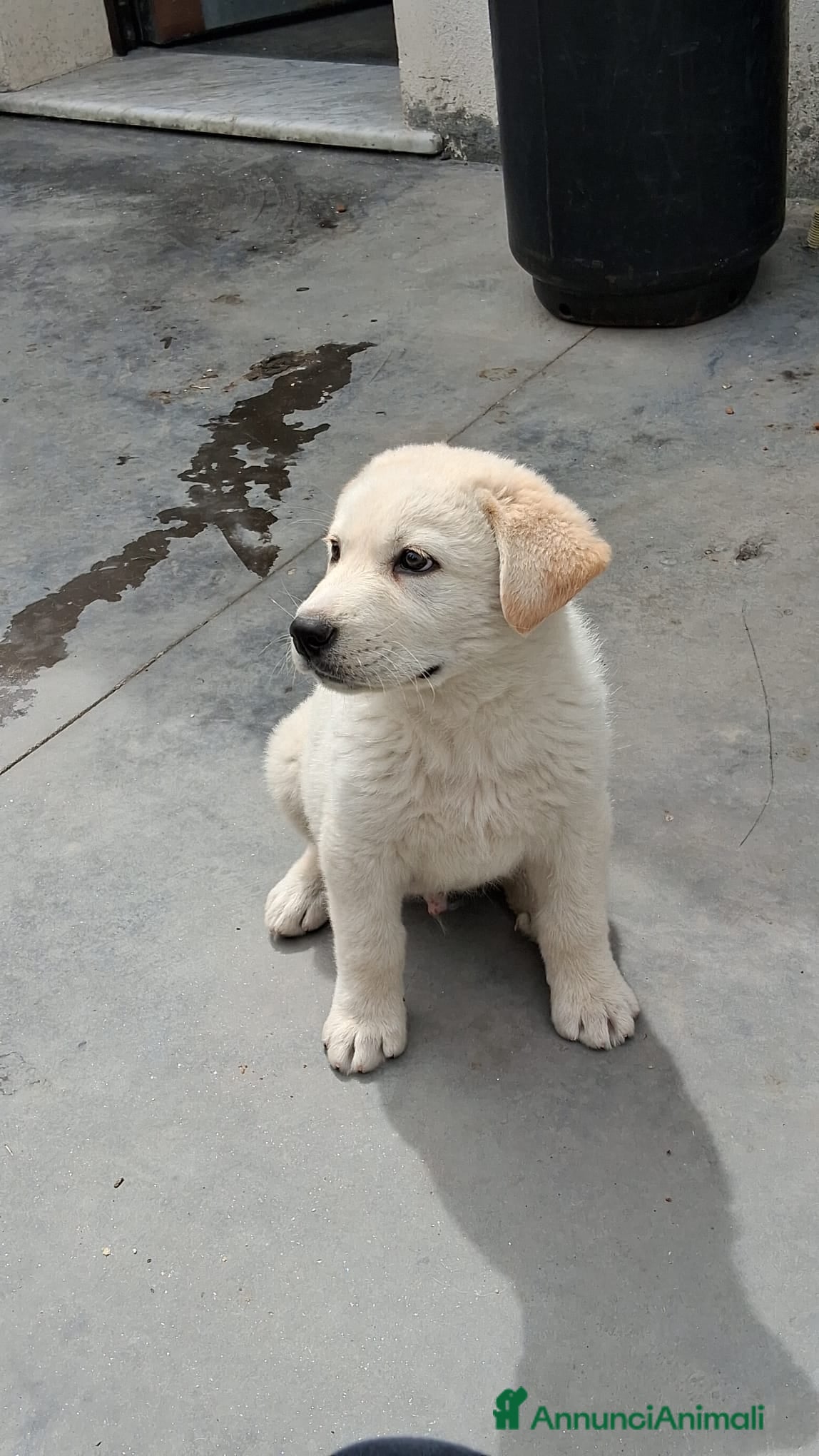 Meticcio cani  Kiro - Annuncio 12