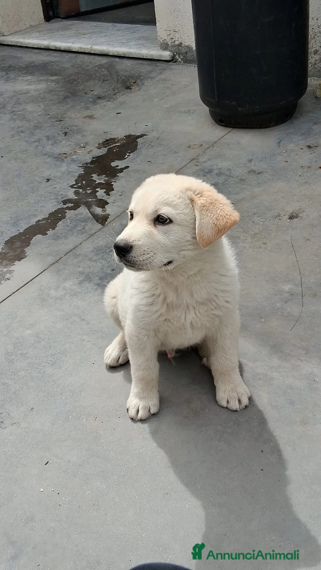 Meticcio cani in regalo:  Kiro a Provincia di Crotone - Annuncio 1