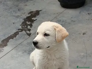 Meticcio cani Kiro - Annuncio 12