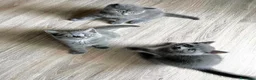 British gatti in vendita: Cuccioli British shorhair  - Annuncio 3