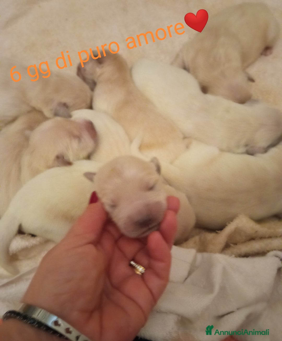 Golden Retriever cani in vendita: Golden retriever con pedigree ENCI  a Provincia di Treviso - Annuncio 5