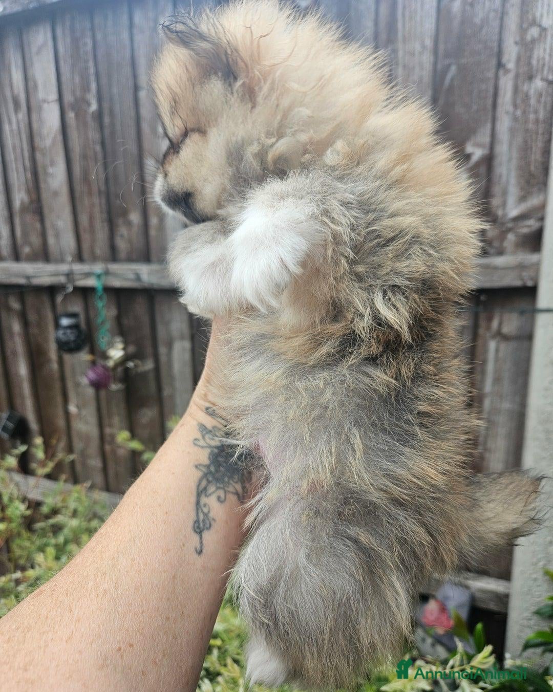Volpino Pomerania cani in vendita: Cuccioli di Pomerania di tipo Teddy Bear - Annuncio 7