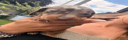 Bassotto cani in vendita: Bassotti - Annuncio 8