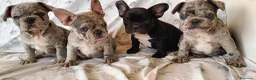 Bulldog Francese cani in vendita: Spettacolari bulldog francese cuccioli  - Annuncio 2
