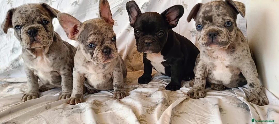 Bulldog Francese cani in vendita: Spettacolari bulldog francese cuccioli  - Annuncio 2