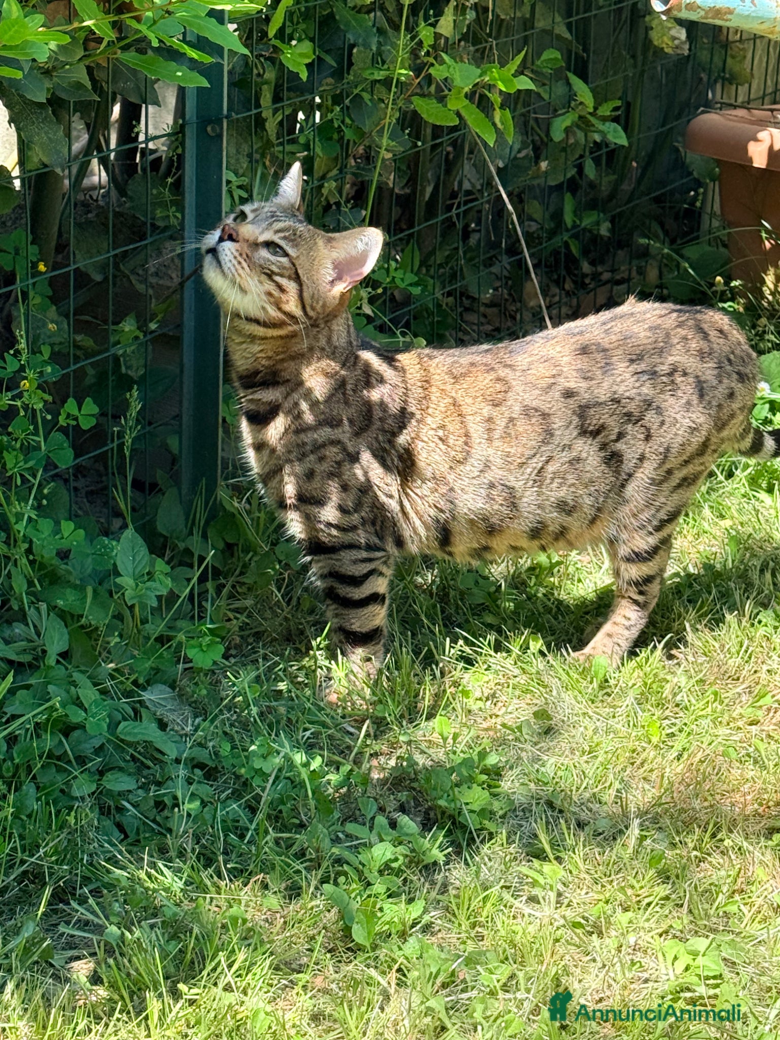 Bengala gatti in vendita: Gatto bengala a Provincia di Pistoia - Annuncio 7