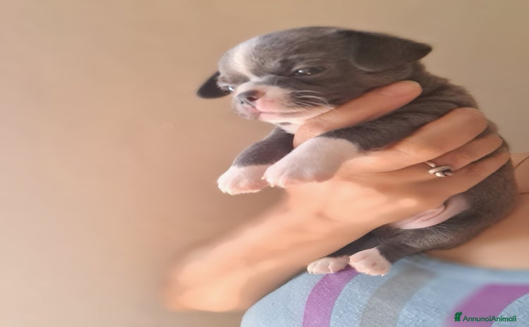 Chihuahua cani a Provincia di Biella - Annuncio 10