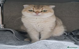 Scottish gatti per accoppiamento: Sccottish fold - Annuncio 3