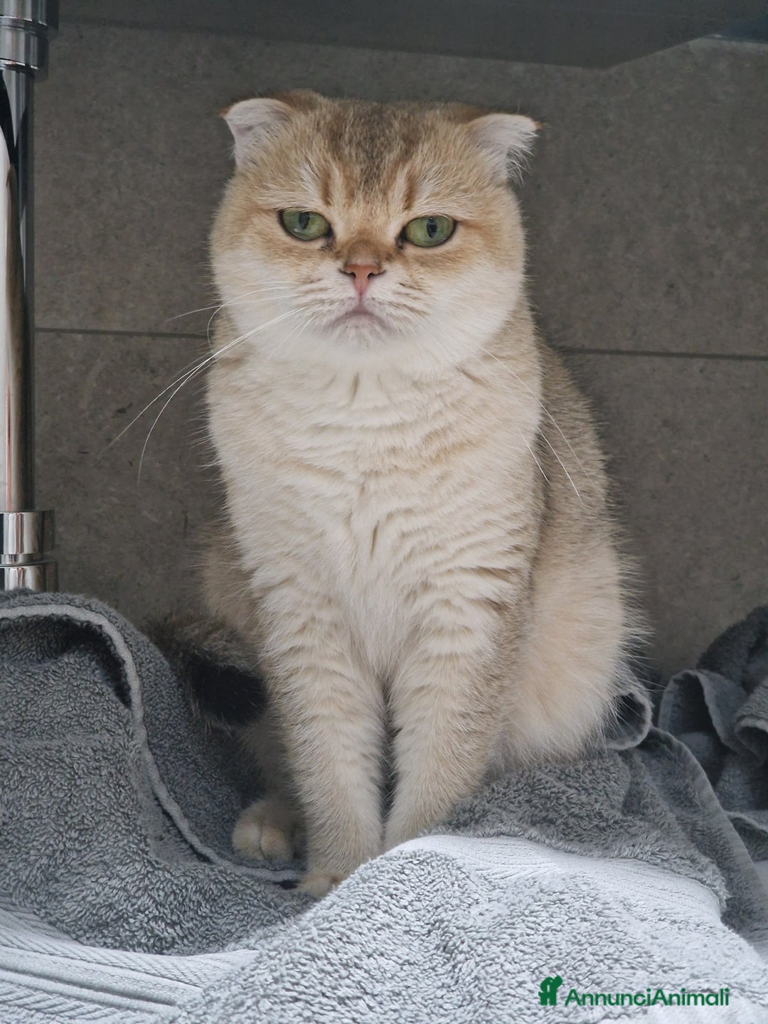 Scottish gatti per accoppiamento: Sccottish fold - Annuncio 3