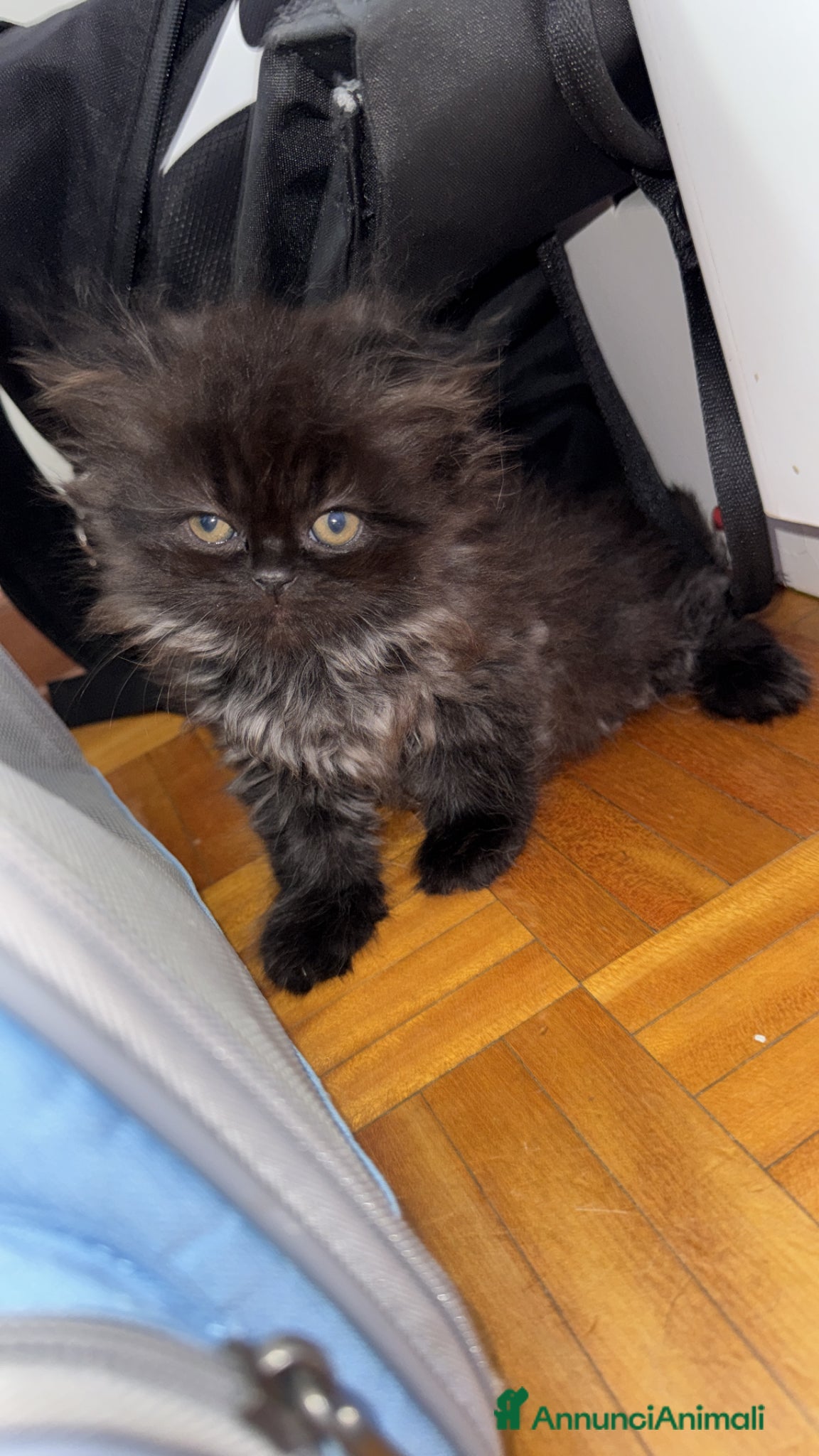 Persiano gatti in vendita: Gattini persiani bicolore nero bianco  a Provincia di Reggio Emilia - Annuncio 4