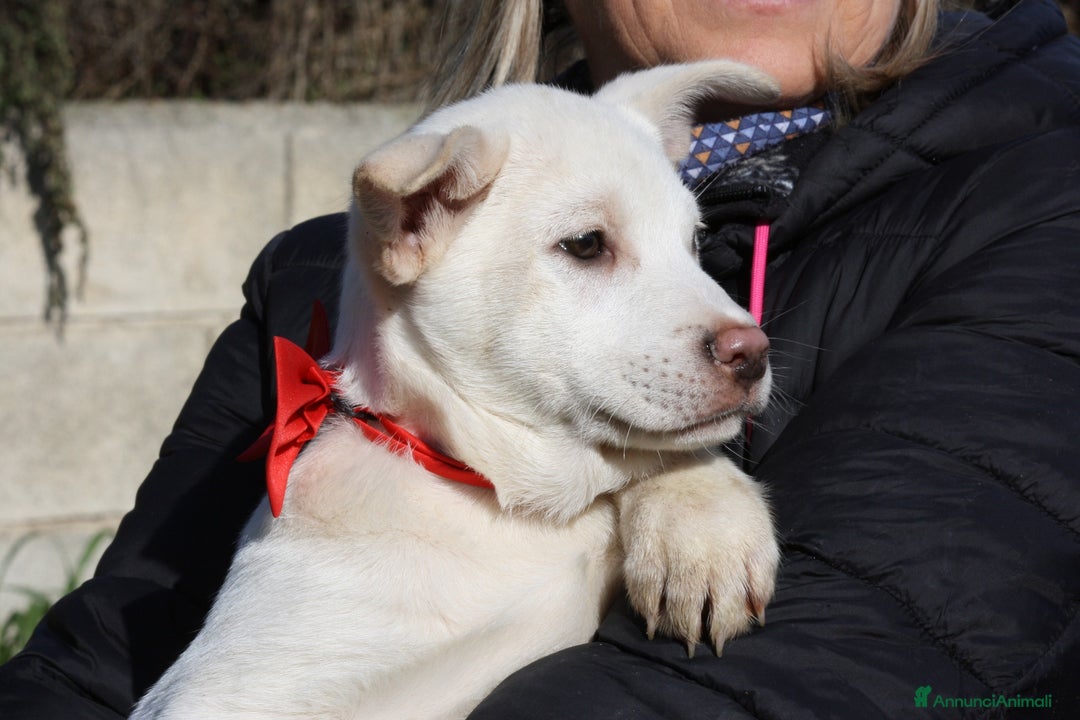 Meticcio cani in regalo: Zack stupendo e dolce cucciolo in adozione  - Annuncio 2