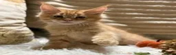Maine Coon gatti in vendita: Cucciolo Maine coon red tabby - Annuncio 5