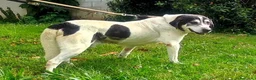 Meticcio cani in regalo: VALERIO DIVERSAMENTE CUCCIOLO - Annuncio 4