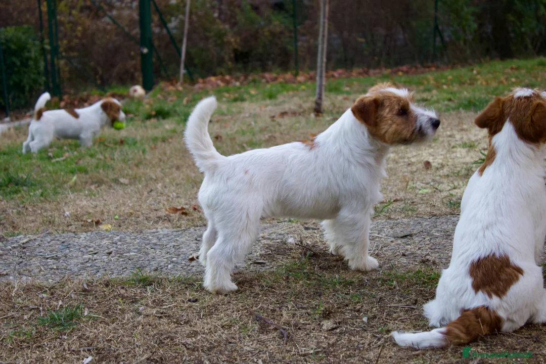 Jack Russell cani per accoppiamento: Jack Russell per monta con pedigree  - Annuncio 2