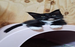 Maine Coon gatti in vendita: Cuccioli Maine Coon con Pedigree - Immagine 6