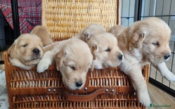 Golden Retriever cani in vendita: Cuccioli Golden Retriver Americani 100% a Provincia di Lucca - Immagine 3