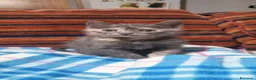 Europeo gatti in regalo: ZELDA, tenera gattina da adottare! - Annuncio 6