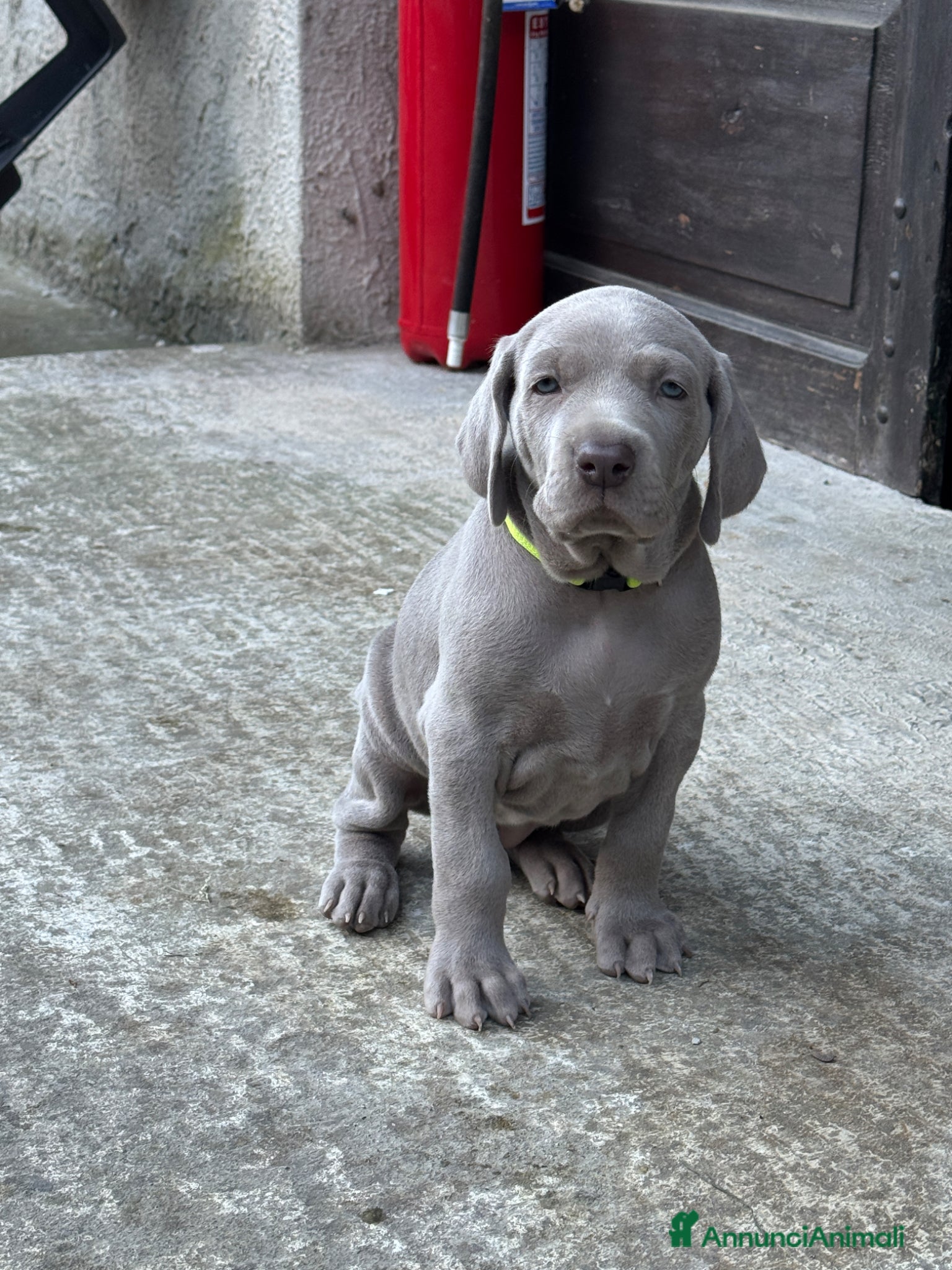 Weimaraner cani  CUCCIOLI DISPONIBILI di Weimaranner  - Annuncio 1