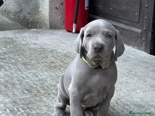 Weimaraner cani CUCCIOLI DISPONIBILI di Weimaranner - Annuncio 8