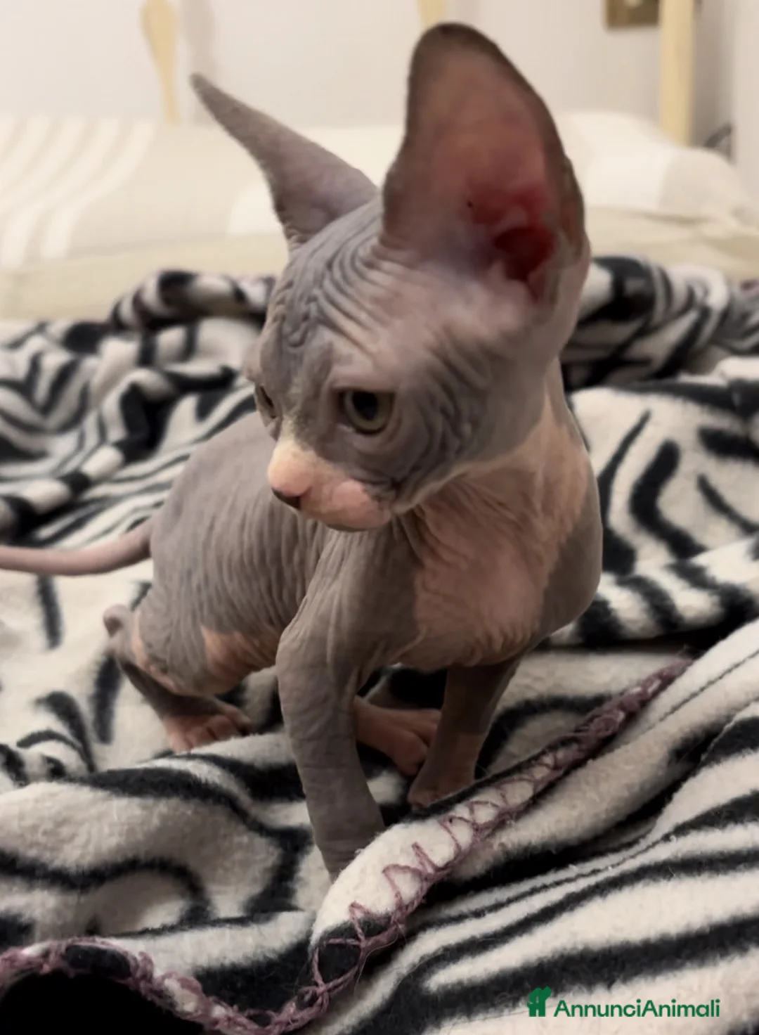 Sphynx gatti in vendita: Cucciola Canadian Sphynx (possibile consegna)  - Annuncio 3