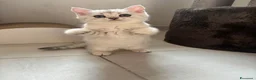 Scottish gatti in vendita: Ultima cucciola di scottish straight disponibile - Annuncio 17
