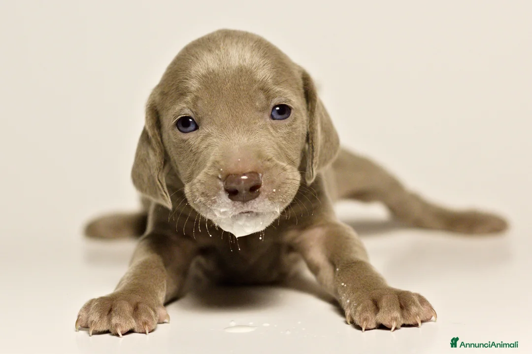 Weimaraner cani in vendita: Cuccioli Weimaraner  - Annuncio 6