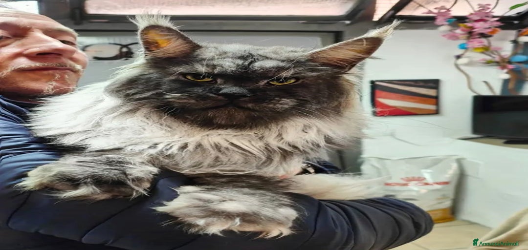 Immagine della galleria {{count}}