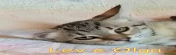 Europeo gatti in regalo: Vi presentiamo #Lev e #Olga. - Annuncio 6