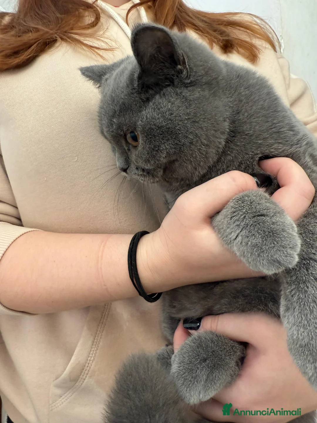 British gatti in vendita: BELLISSIMO MASCHIETTO BRITISH BLU DISPONIBILE - Annuncio 4