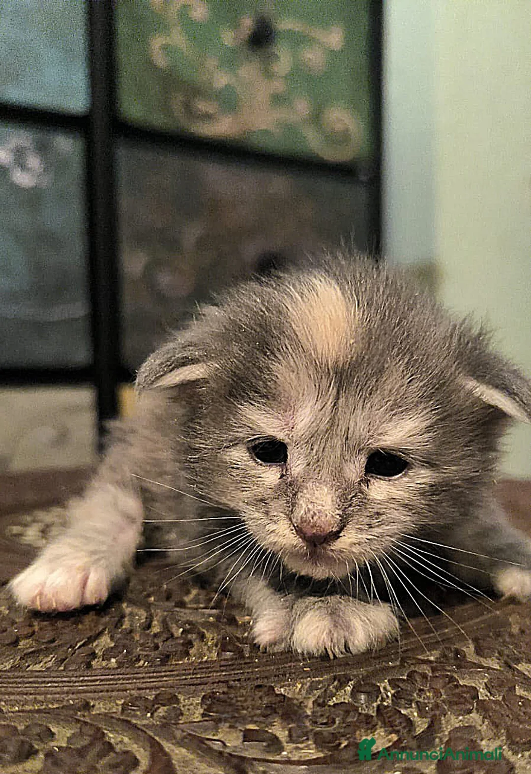 Maine Coon gatti in vendita: Cuccioli di Maine Coon linea russa  - Annuncio 9