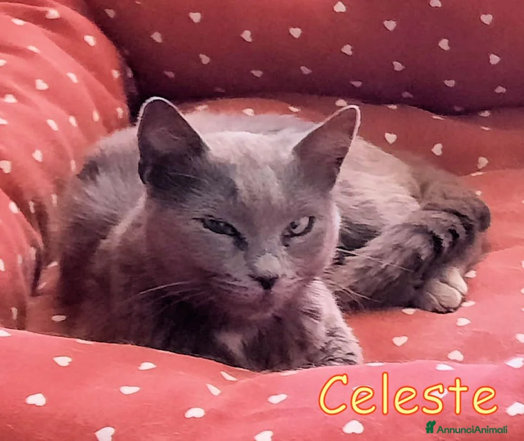 Certosino gatti in regalo: CELESTE DOLCE SIMIL CERTOSINA a Città metropolitana di Roma Capitale - Annuncio 2