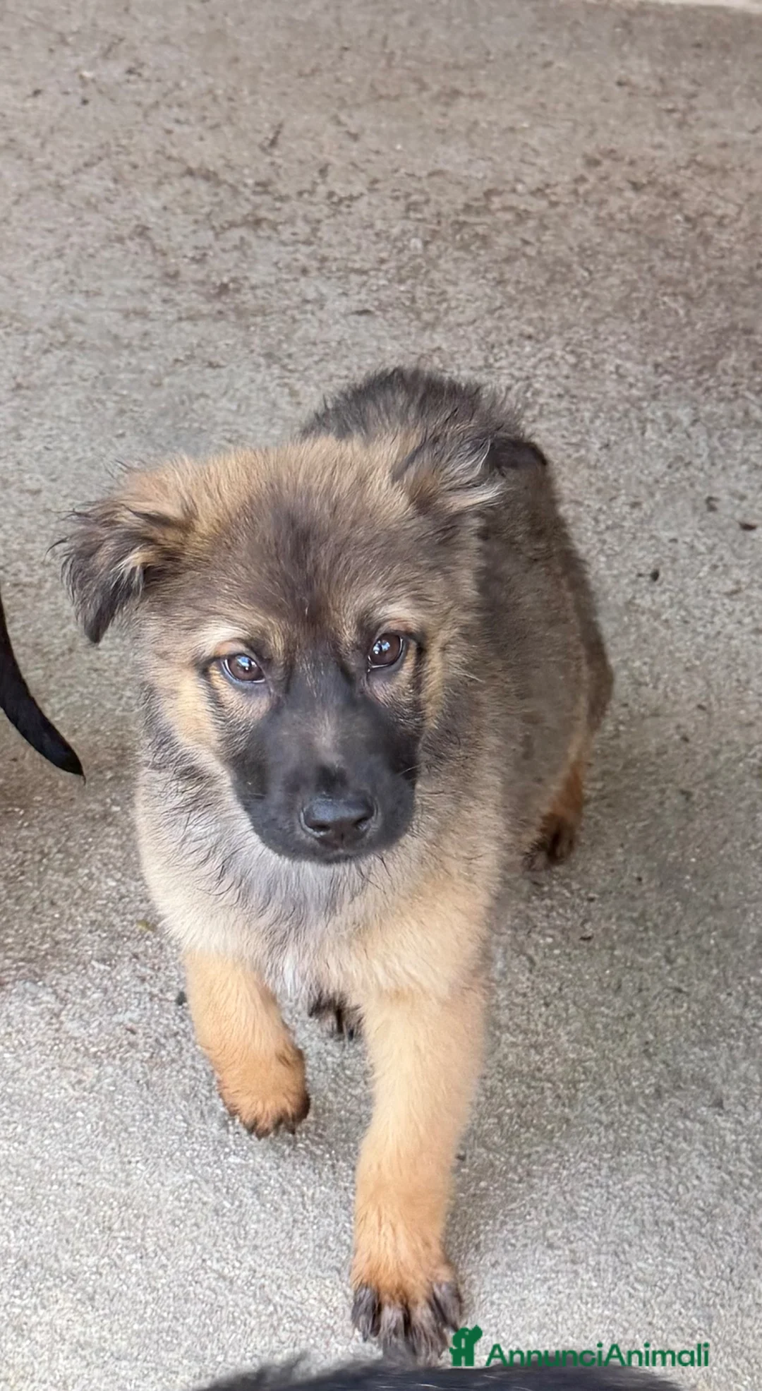 Meticcio cani in regalo: Diana a Provincia di Reggio Emilia - Annuncio 2