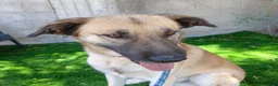 Meticcio cani in regalo: Jimmy - Annuncio 4