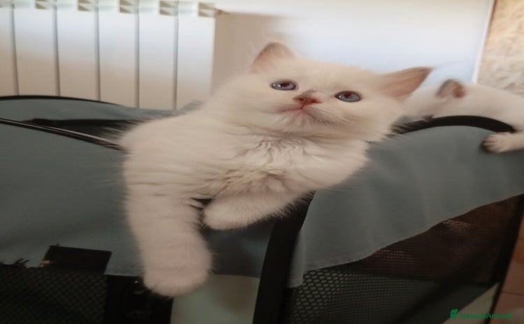 Ragdoll gatti a Provincia di Mantova - Annuncio 4