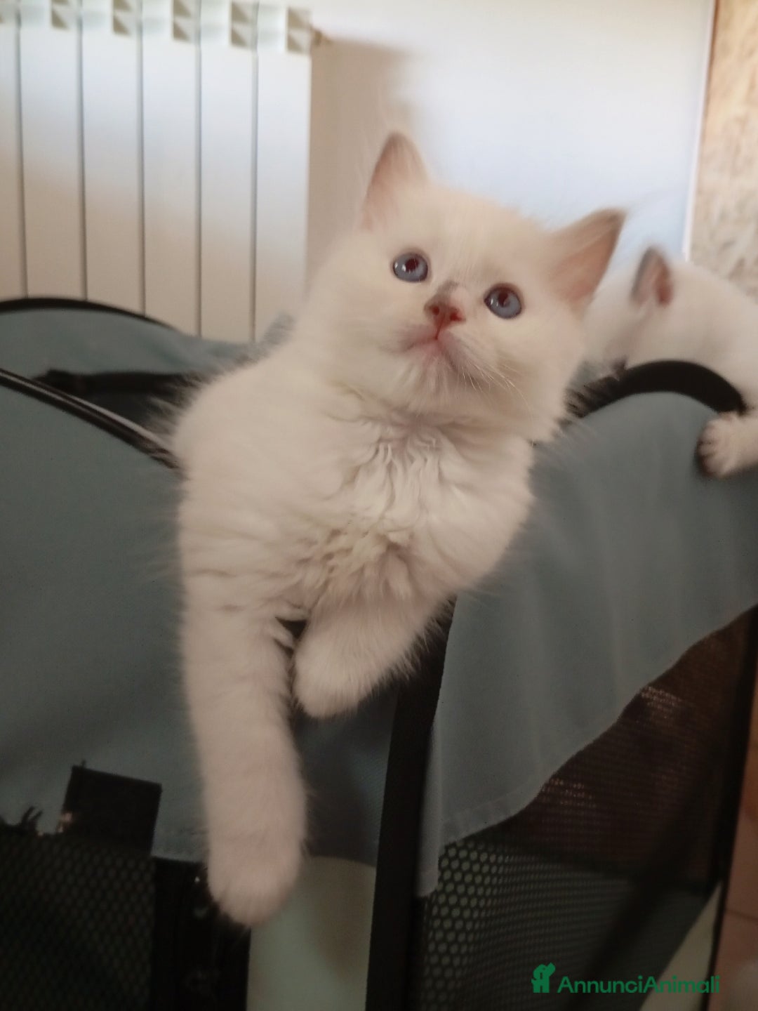 Ragdoll gatti in vendita: Cuccioli ragdoll  a Provincia di Mantova - Immagine 1
