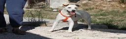Meticcio cani in regalo: Akira in adozione - Annuncio 4