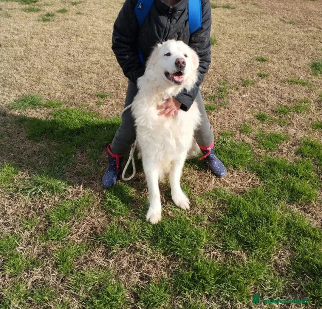 Pastore Maremmano cani in regalo: BATUFFOLOSO RUSSEL, ADOZIONE DEL CUORE a Provincia di Latina - Annuncio 5