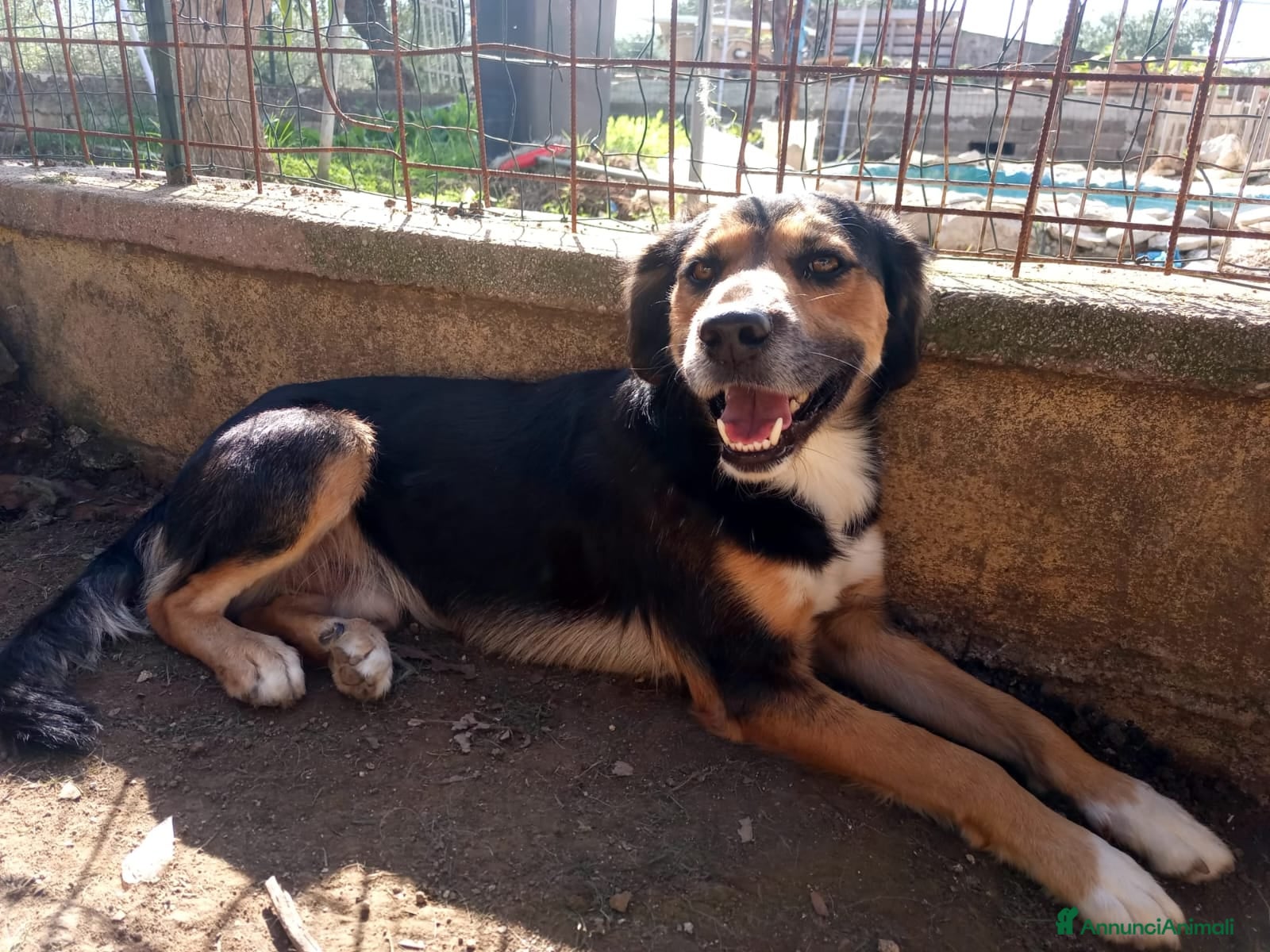 Meticcio cani Gigio: 2 anni, socievole, equilibrato - Annuncio 1