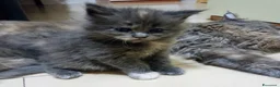 Maine Coon gatti in vendita: Cuccioli di Maine Coon  - Annuncio 2
