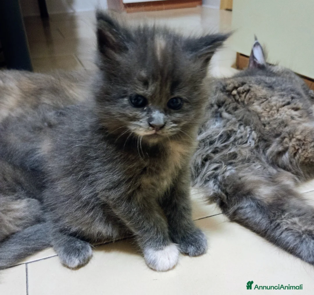 Maine Coon gatti in vendita: Cuccioli di Maine Coon  - Annuncio 2