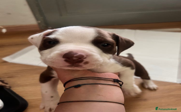 Pitbull cani a Provincia di Biella - Annuncio 5