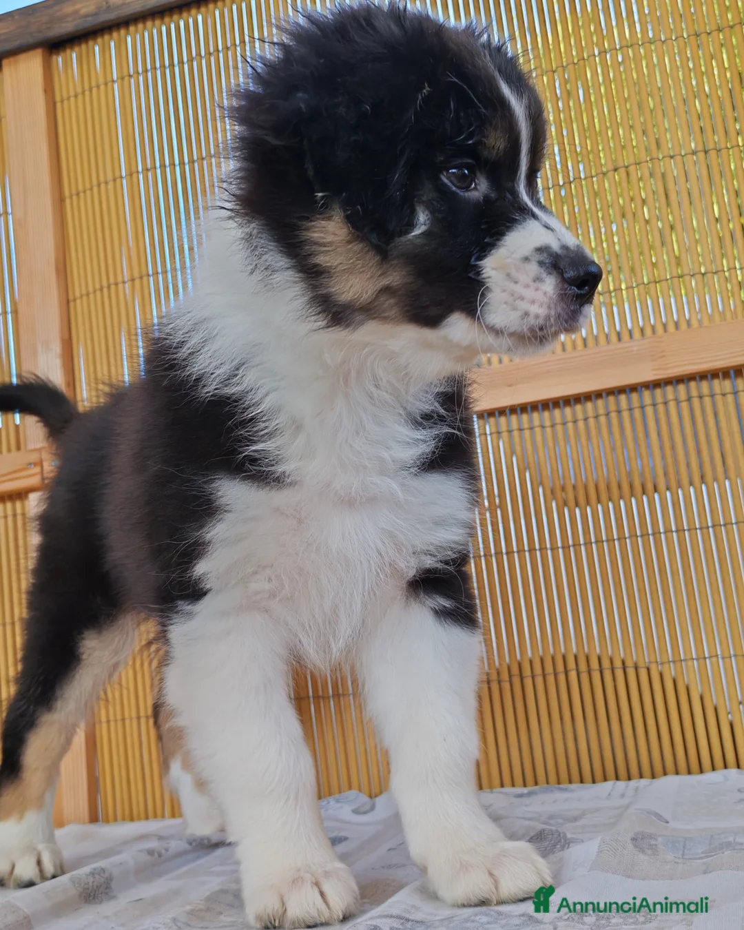 Australian Shepherd cani in vendita: Amorevoi Cuccioli Pastore Australiano (Aussi) - Annuncio 14