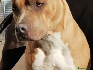 American Staffordshire cani Amstaff - Annuncio 1