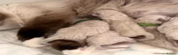 Ragdoll gatti in vendita: Splendidi cuccioli di ragdoll - Annuncio 9