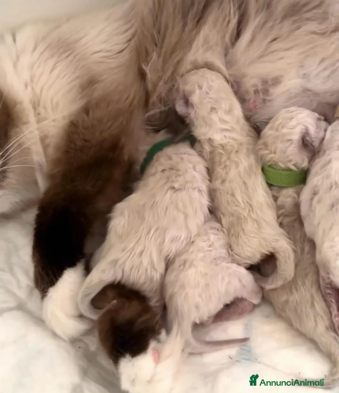 Ragdoll gatti in vendita: Splendidi cuccioli di ragdoll - Annuncio 9